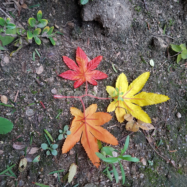 단풍잎,가을,단풍,자연,계절,잎,leaf,식물,가을,계절,fall,autumn,season,plant,tree,나무