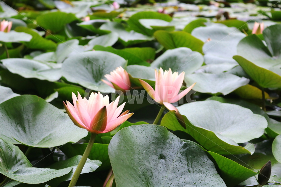 수련,연꽃,연잎,식물,수생식물,연,자연,식물,자연,plants,nature,꽃,flower