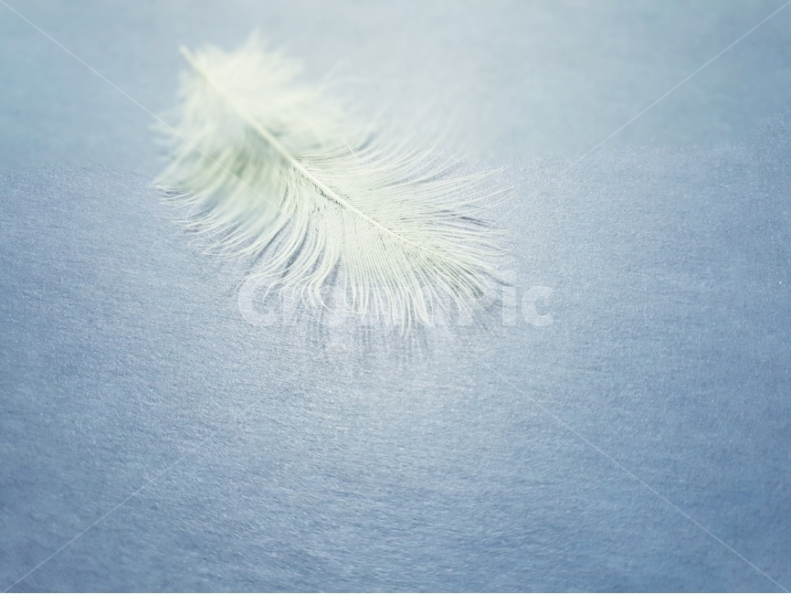 배경,새털,깃털,조류,배경이미지,동물,background,색감,바탕,텍스쳐,질감,패턴,배경화면,이미지,빈공간