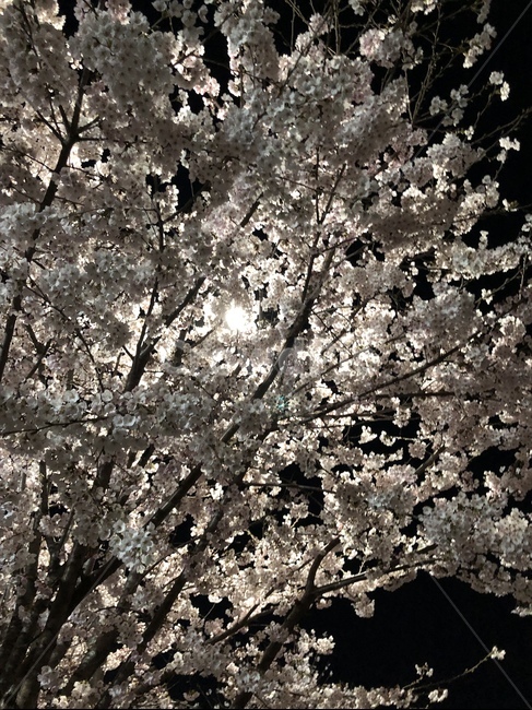벚꽃,밤,저녁벚꽃,꽃,봄,배경,배경화면,달,봄,계절,spring,season,야경,밤,풍경,nightscape,night,landscape,식물,자연,plants,nature,꽃,flower,plant,blossom,cherry blossom