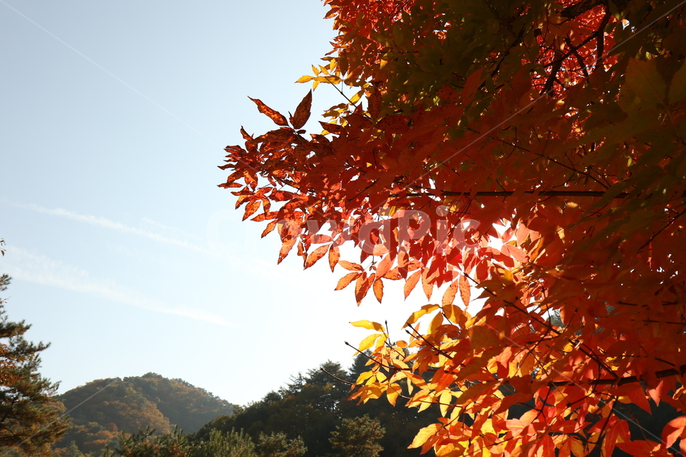 단풍,하늘,빨간색,단풍잎,가을하늘,가을,계절,fall,autumn,season,자연,풍경,nature,landscape,leaf,잎,plant,식물,tree,나무,maple
