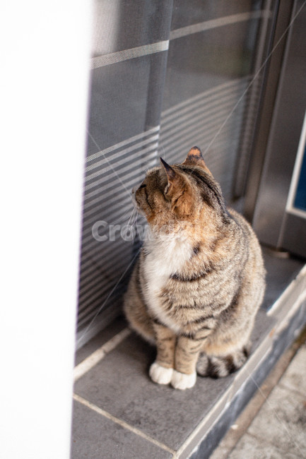 고양이,야옹이,아기고양이,길냥이,동물,포유류,mammal,고양이,cat,kitten,kitty