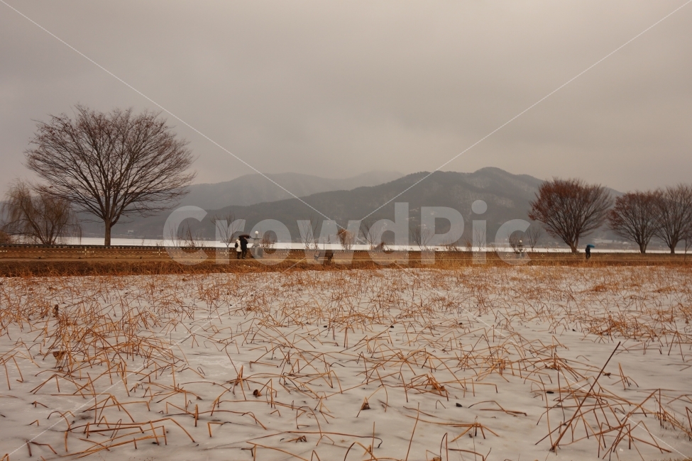 갈대,겨울,경치,경관,양평,두물머리,사진,강,자연,풍경,nature,landscape,겨울,계절,winter,season,soil,흙,ground,바닥,outdoors,옥외
