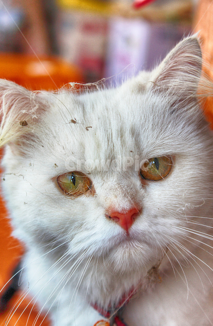 고양이,동물,꼬질꼬질,꼬질,눈,동물,animal,포유류,mammal,고양이,cat,kitten,kitty