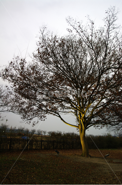 나무,조명,빛,식물,plant,식물,자연,plants,nature,나무,trees,wood