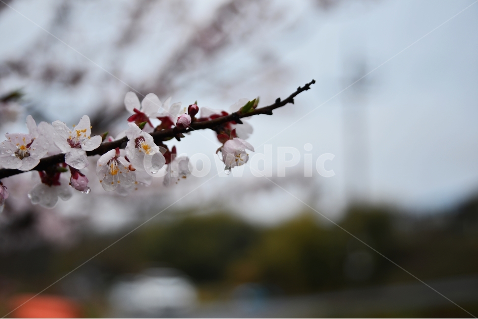 봄,꽃,매화,느낌,봄꽃,향수,향기,봄,계절,spring,season,식물,자연,plants,nature,꽃,flower,plant