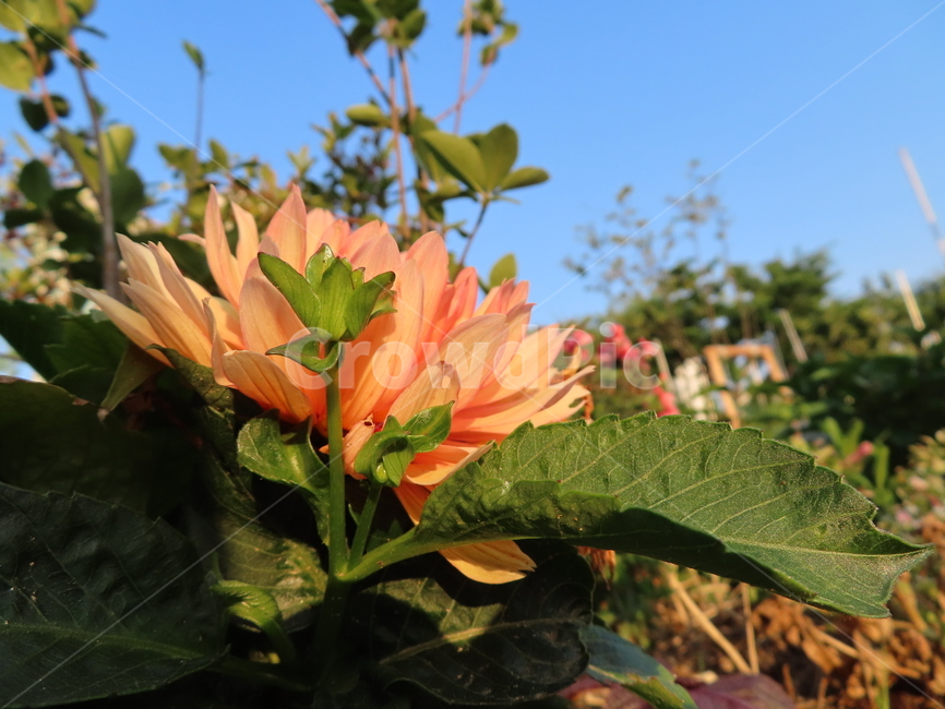 쌍떡잎,식물,꽃,아름다움,주황색,화려한,flowers,beauty,orange,sunny