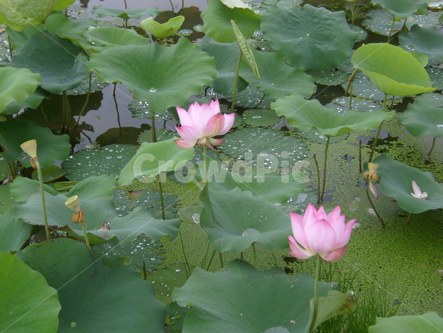 꽃,식물,연못,연꽃,자연,식물,자연,plants,nature,꽃,flower