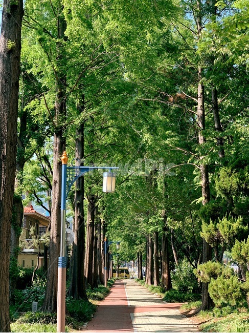 여름,초여름,길,나무,가로등,풍경,초록,진초록,일상풍경
