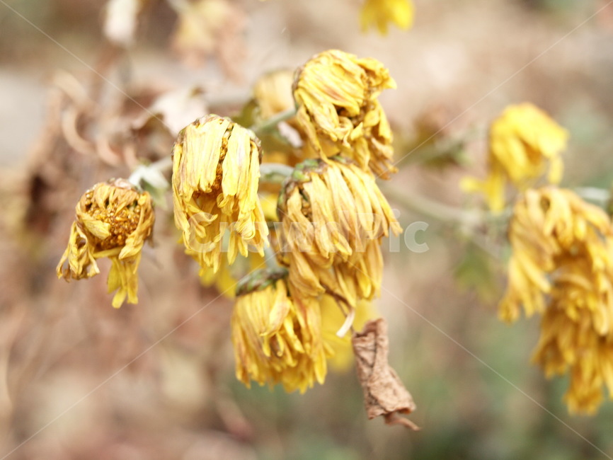 꽃,마른꽃,식물,plant,flower,blossom,daisy,식물,자연,plants,nature