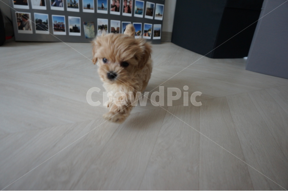 강아지,말티푸,애견,maltipoo,puppy,동물,animal,포유류,mammal,개,강아지,dog,doggy
