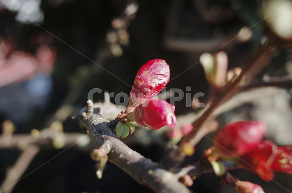 꽃,flower,blossom,red,redflower,빨간꽃,동백,동백꽃,camellia,plant,식물,꽃봉오리,식물,자연,plants,nature,꽃,flower