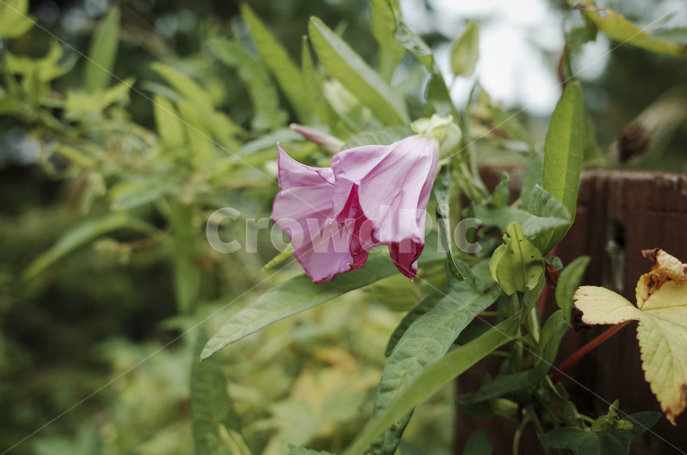 plant,식물,blossom,flower,꽃,flora,green,leaf,잎,초록,자주색,purple