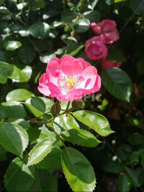 장미,그라데이션,rose,프랑스장미,꽃,flower