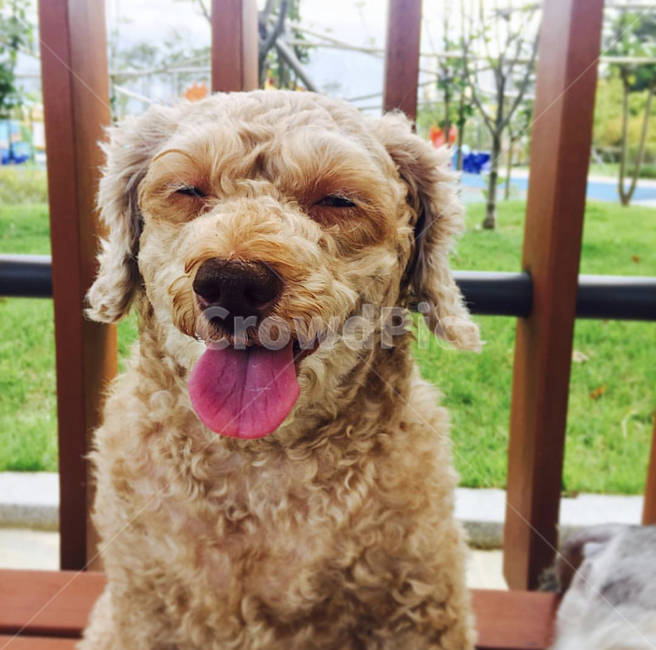 강아지,웃음,개,푸들,미소,dog,poodle,smile,puppy