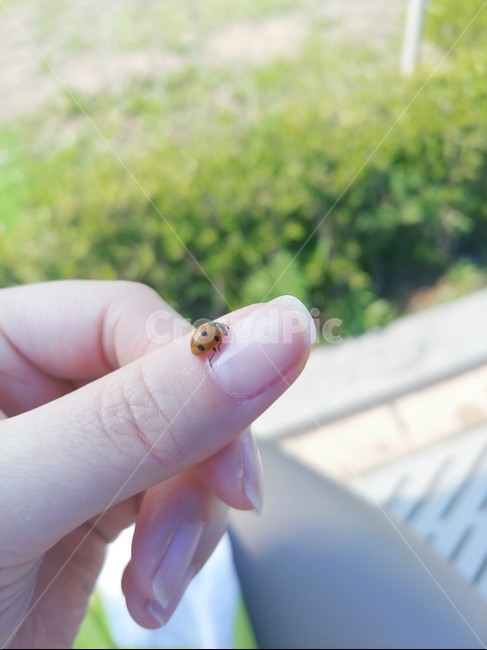 무당벌레,곤충,ladybug,손,자연,봄,손가락,숲,동물,몸,감성,nature,레이디버그,벌레,hand,여름,계절