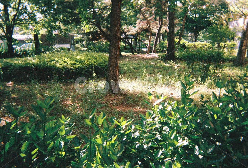 필름카메라,감성,색감,색상,햇빛,산책,숲,공원,나무,풀,초록색,따사로움,상쾌한,따뜻함,푸릇푸릇,자연스러움,nature,cozy,풍경,자연,배경,배경화면,차분한,부드러움,휴식,힐링,rest,relaxation,healing