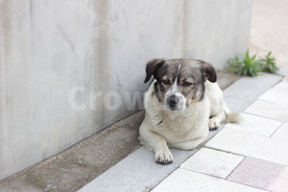 강아지,동물,개,dog,애완동물,멍멍이,동물,animal,포유류,mammal,개,강아지,dog,doggy