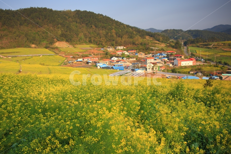 장흥,선학동,유채꽃,자연,풍경,봄,계절,spring,season,자연,풍경,nature,landscape,한국자연풍경,한국자연경관,korea nature landscape,시골,마을,country,rural,town,field,들,outdoors,옥외,grassland,목초지