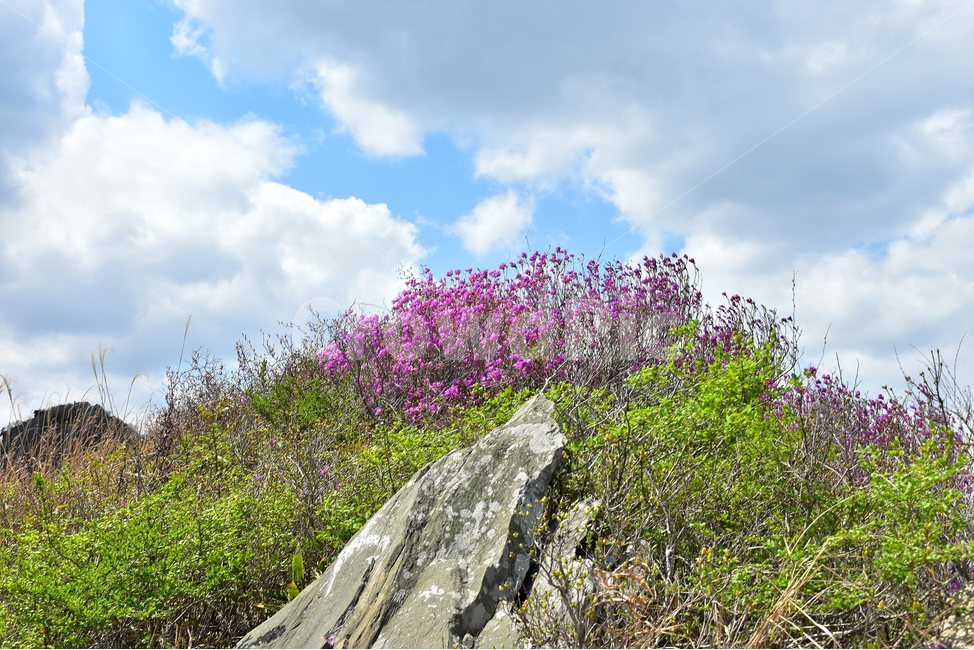 주작산,덕룡산,종주,진달래,풍경,기암,바위,비경,봄풍경,진달래꽃,강진,명산,산행,등산,마운틴,힐링,mountain,landscape,자연,natural,봄,계절,spring,season,자연,풍경,nature,landscape