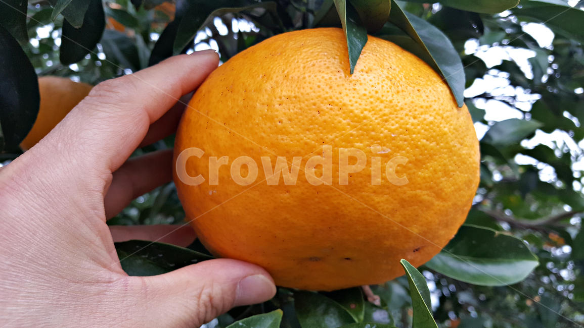 하귤,귤,과일,음식,감귤류과일,감귤,orange,fruit,plant,주황색,과일,열매,fruit