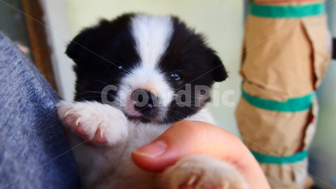 안김,강아지,순둥이,귀여움,시골개,동물,animal,포유류,mammal,개,강아지,dog,doggy