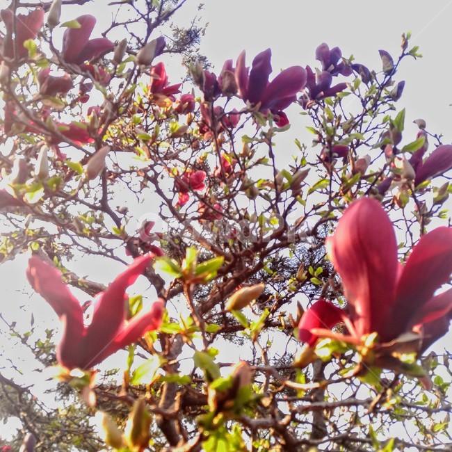 꽃,목련,자목련,flower,빛