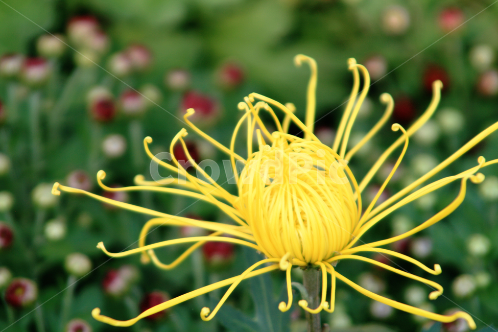 plant,식물,꽃,국화,꽃잎,가을,화려한,색감,노랑