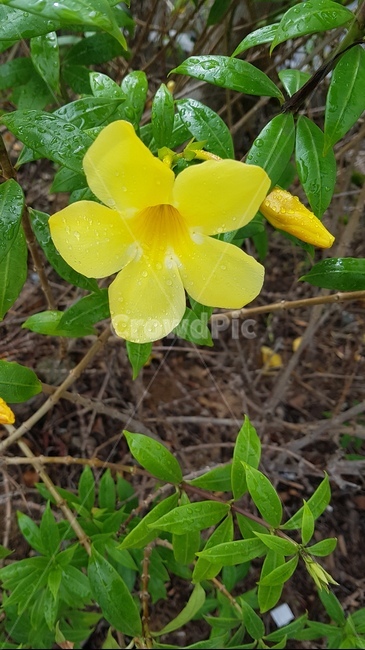 leaf,잎,식물,flower,blossom,식물,자연,plants,nature,꽃,flower