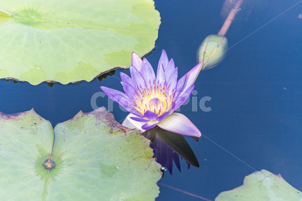 수련,연꽃,축제,식물,나리공원,식물,자연,plants,nature,꽃,flower