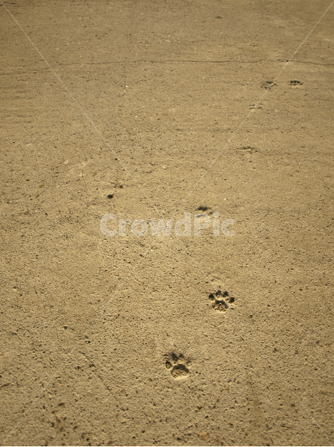 발자국,강아지,젤리,시멘트바닥,개,dog,puppy