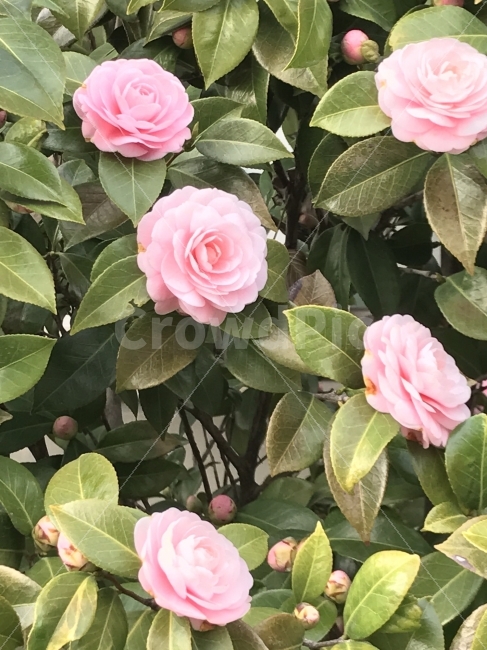 봄,꽃,흰색,핑크,아침,식물,자연,plants,nature,꽃,flower