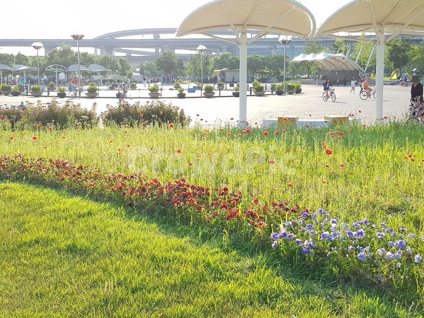공원,한강공원,뚝섬,양귀비,펜지,꽃,자연,풍경,nature,landscape,plant,식물,grass,잔디