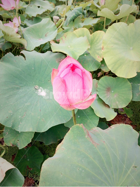 연꽃,꽃,플라워,자연,연못