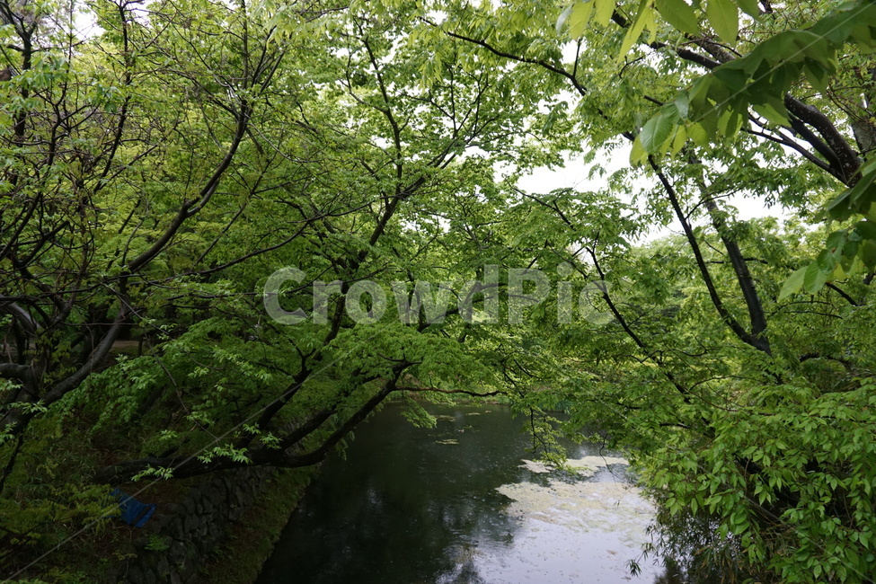 연못,숲,나무,자연,산,봄,등산