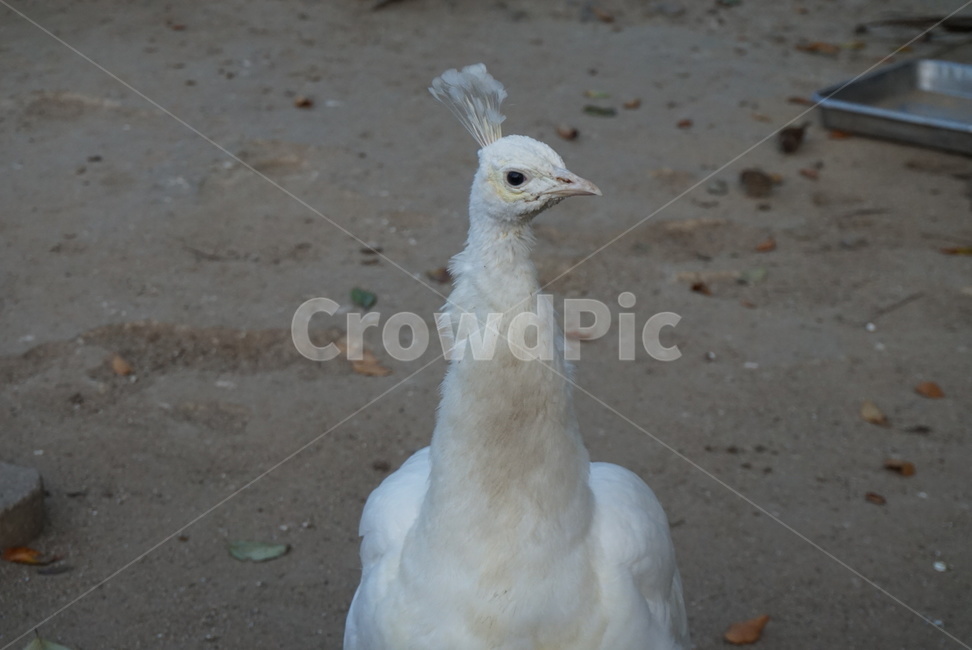 공작새,깃털,우아,도도,새,동물,동물,animal,조류,새,birds