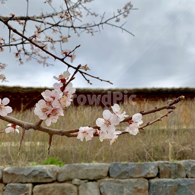 봄,살구꽃,꽃,나뭇가지,flower