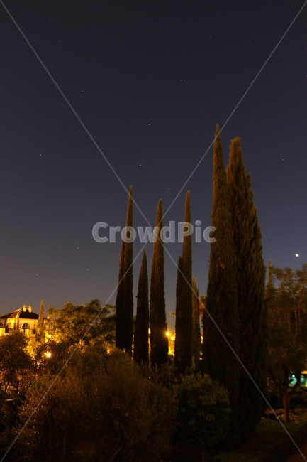 사이프러스,사이프러스나무,나무,야경,별,스페인,cypress,tree,nightview,nightscape,nightscene,star,자연,풍경,nature,landscape,야경,밤,nightscape,night,outdoors,옥외,universe,우주,astronomy,천문학,outer space,대기권 밖,starry sky,별이 빛나는 하늘,space