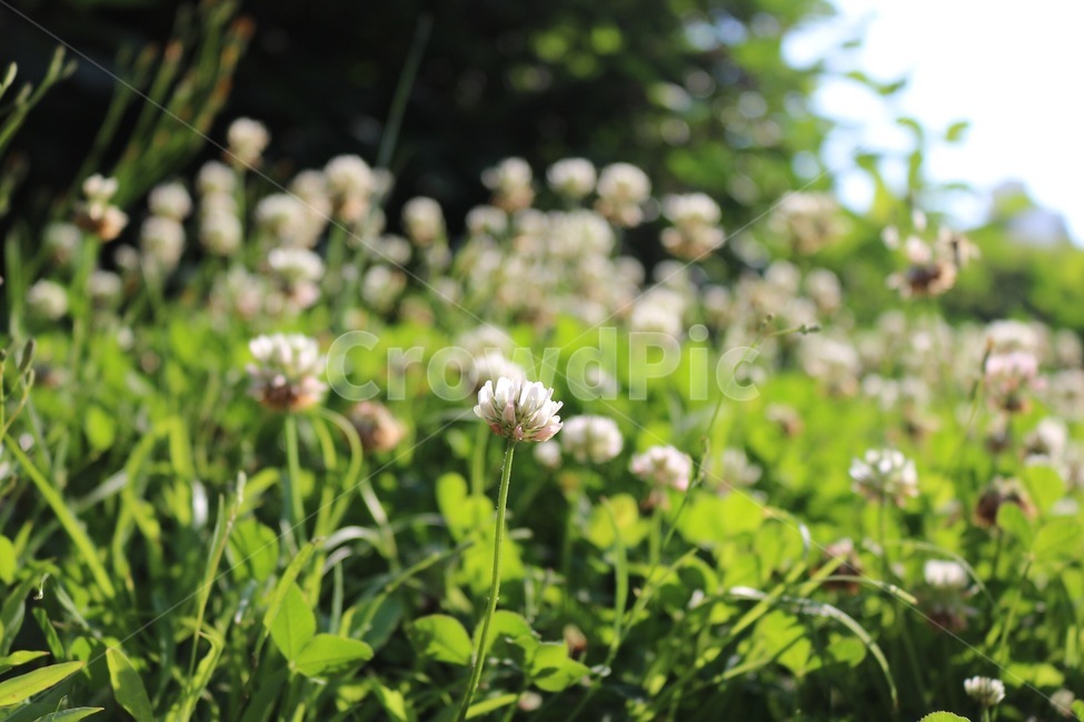 꽃,식물,토끼풀꽃,초록,흰색,flower,plants,rabbitgrassflower,green,white,hana,shokubutsu,usagikusabana,midori,shiro,자연,nature,식물,자연,plants,nature,꽃,flower