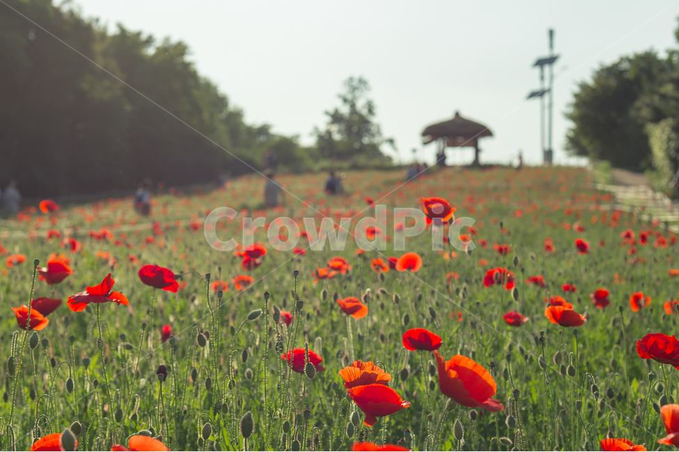 공원,양귀비,꽃,전경,배경화면,초록,빨강,봄,자연,풍경,nature,landscape,식물,plants,꽃,flower,plant
