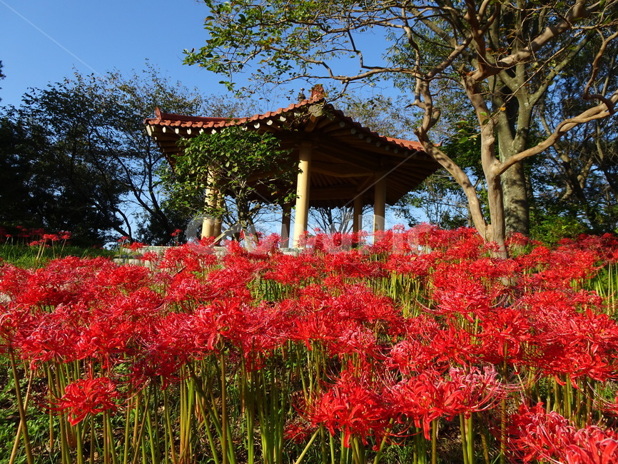 꽃,꽃무릇,상사화,산,봉대산,백일홍,빨강,분홍,식물,자연,plants,nature,꽃,flower