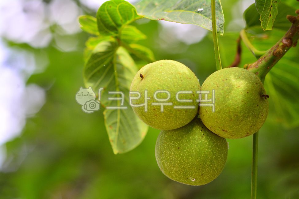 호두,호두나무열매,먹거리,식용,견과류,건강식품,자연,식물,열매,나무열매,너트,food,nut
