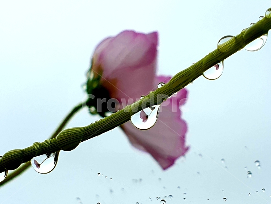 작은물방울,꽃,식물,배경,비,봄,장마,식물,자연,plants,nature