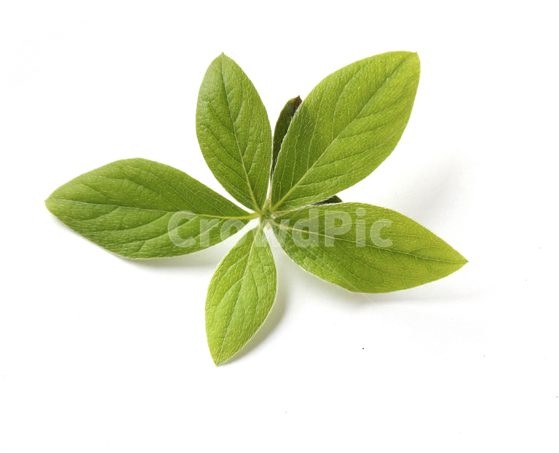 closeup,fresh,green,leaf,leaves,macro,natural,nature,plant,white,식물,클로즈업,나뭇잎,잎,신선한,그린,녹색,자연,흰배경,철쭉,철쭉잎,식물,자연,plants,nature,누끼,remove background
