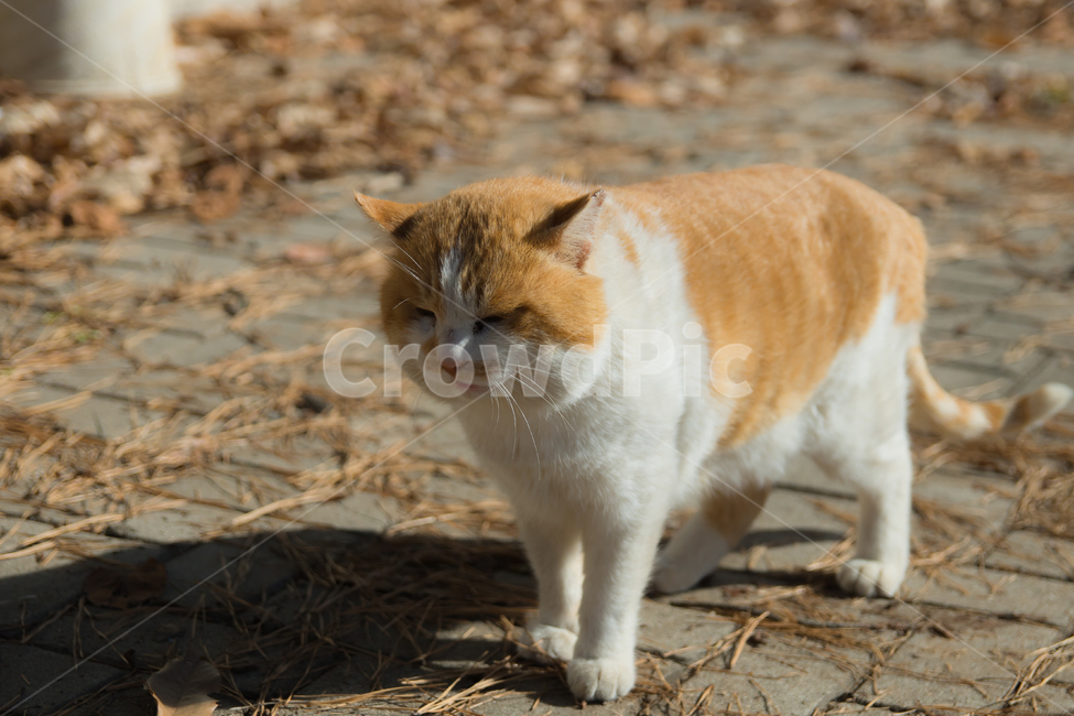 고양이,길고양이,야옹이,애완동물,졸음