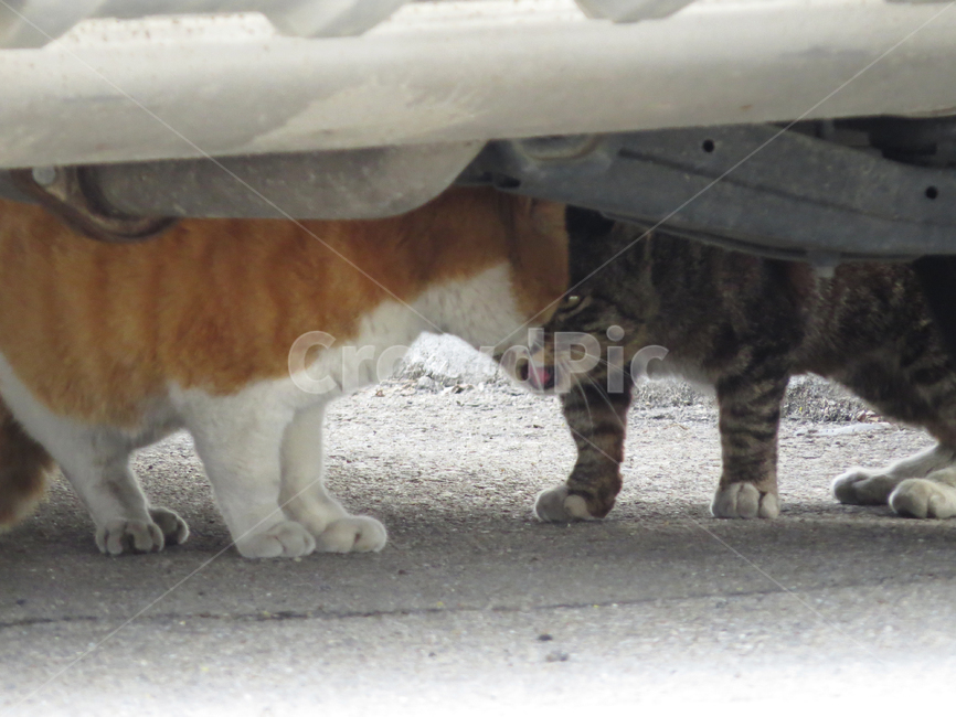 길고양이,고양이,싸움,동물,영역싸움,다툼,다투다,도둑고양이,동물,animal,포유류,mammal,고양이,cat,kitten,kitty