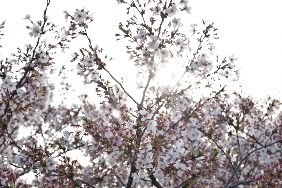벚꽃,나들이,봄,동산,꽃보라동산,역광,햇빛,꽃,나무,식물,자연,plants,nature,봄,계절,spring,season,꽃,flower,plant,blossom