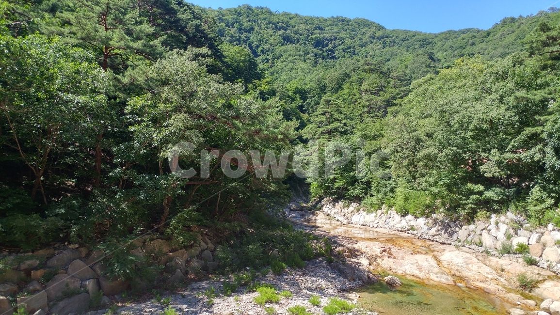 설악산,계곡,나무,풍성한,계곡과나무