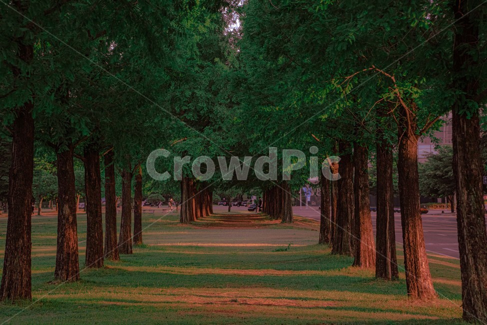 메타세코카이어,나무,길,노을,자연,nature,식물,tree