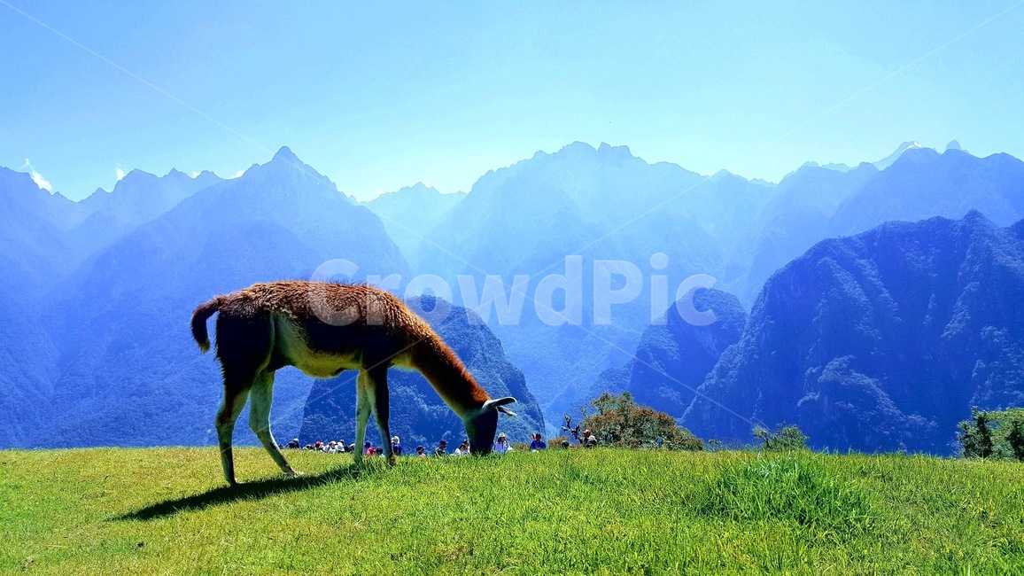 nature,마추픽추,라마,자연,페루
